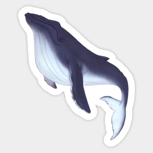 Humpback whale Sticker